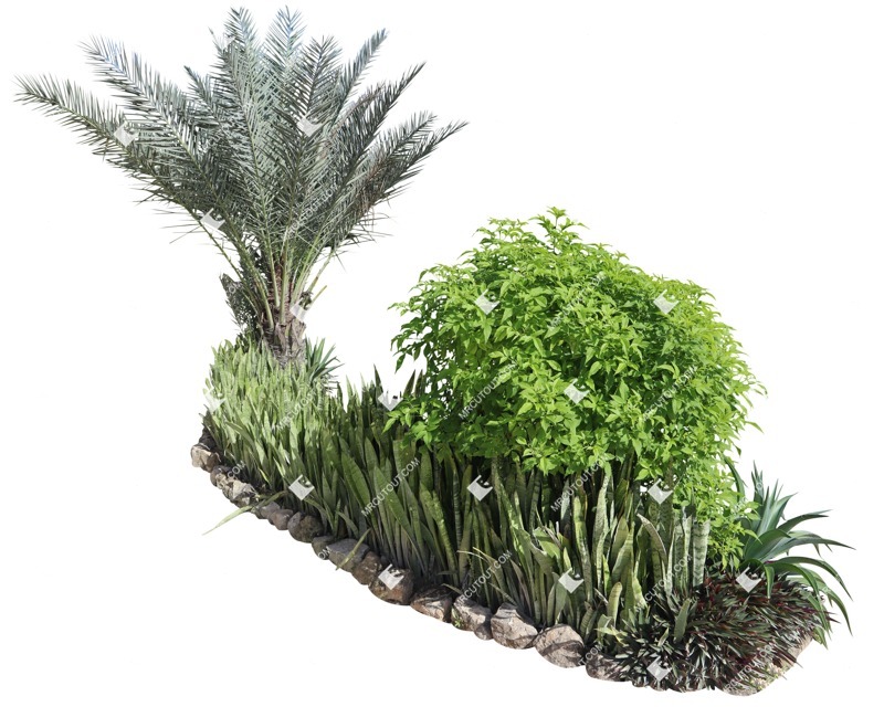 Cutout bush palm succulent cut out vegetation (18703)