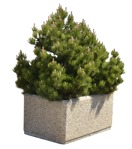 Cut out Bush Pinus Mugo 0001 | MrCutout.com - miniature