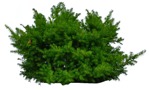 Cut out Bush Pinus Mugo 0003 | MrCutout.com - miniature