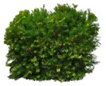 Cutout bush pinus mugo cutout plant (12359) | MrCutout.com - miniature