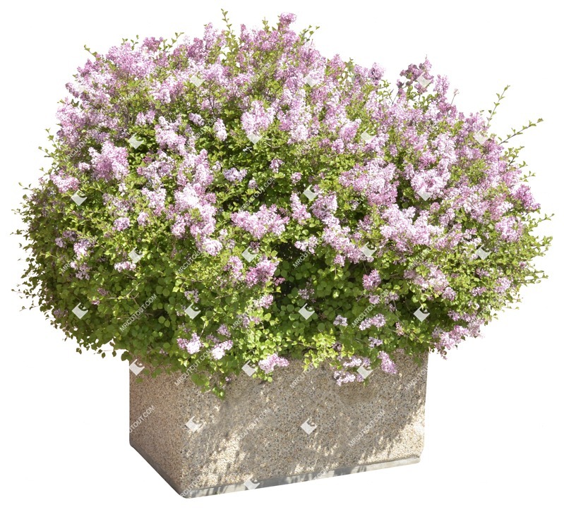 Png bush potted flower syringa meyeri palibin plant cutouts (1426)