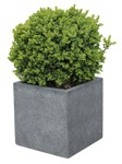 Bush potted tree buxus sempervirens  (9317) - miniature