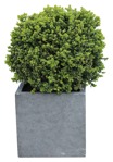 Bush potted tree buxus sempervirens  (9423) - miniature