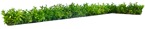 Png bush prunus laurocerasus png vegetation (7037) - miniature