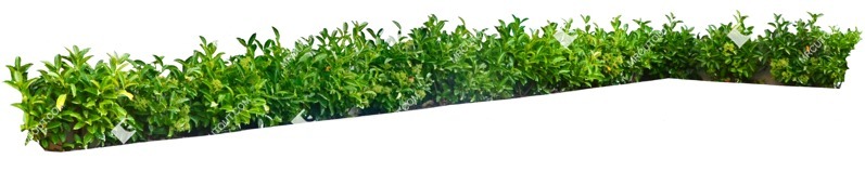 Png bush prunus laurocerasus png vegetation (7037)
