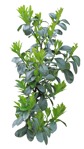 Cutout bush prunus laurocerasus png vegetation (9833) - miniature