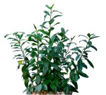 Cut out bush prunus laurocerasus cutout plant (12358) | MrCutout.com - miniature