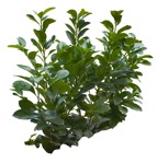 Png bush prunus laurocerasus cutout plant (12360) - miniature