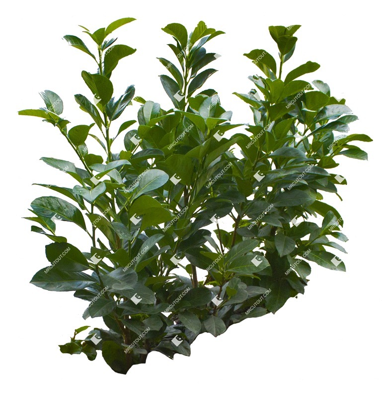 Png bush prunus laurocerasus cutout plant (11547)