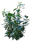 Cut out bush prunus laurocerasus cutout plant (12361) | MrCutout.com - miniature