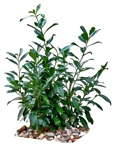 Cutout bush prunus laurocerasus cutout plant (12362) - miniature