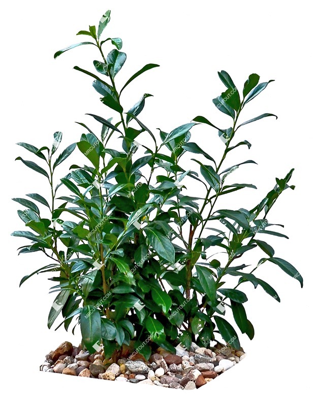 Cutout bush prunus laurocerasus cutout plant (11545)