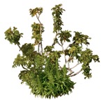Png bush schefflera arboricola png vegetation (8034) - miniature