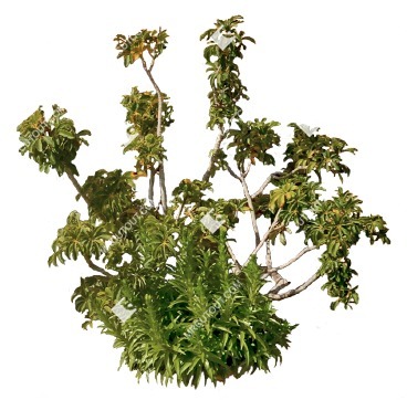 Png bush schefflera arboricola png vegetation (7857)