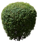 Cut out bush spiraea vanhouttei vegetation png (17551) | MrCutout.com - miniature
