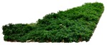 Png bush taxus baccata plant cutouts (7980) - miniature