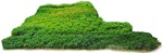 Cutout bush taxus baccata png vegetation (8201) - miniature