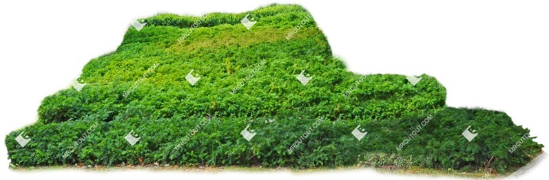 Cutout bush taxus baccata png vegetation (8335)