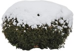 Png bush thuja occidentalis globosum cutout plant (5205) - miniature