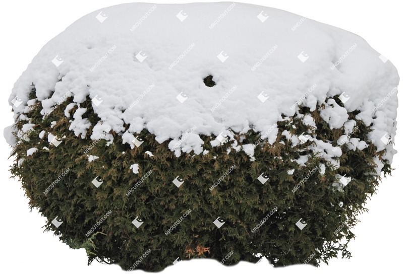 Png bush thuja occidentalis globosum cutout plant (5205)