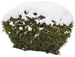 Cut out bush thuja occidentalis globosum cutout plant (5072) - miniature