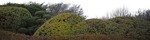 Bush thuja occidentalis globosum other foreground  (5471) - miniature