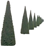 Png bush thuja occidentalis other foreground cut out plants (6084) - miniature