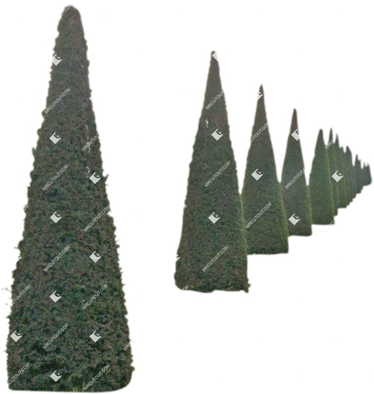 Png bush thuja occidentalis other foreground cut out plants (6160)