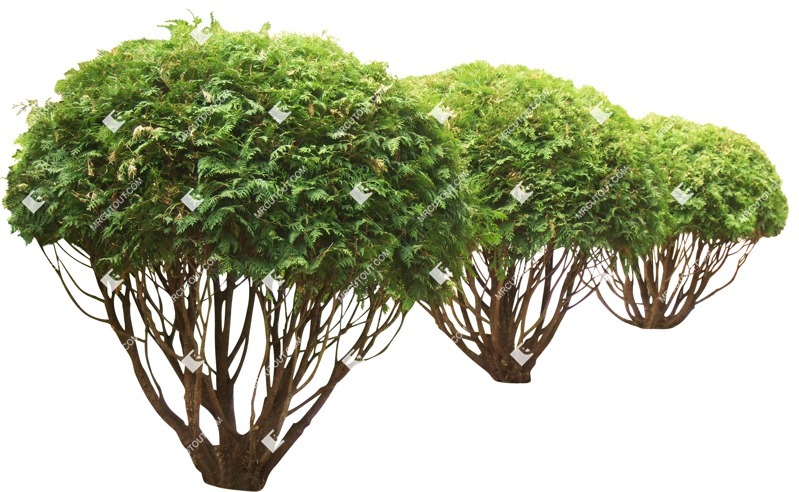 Cutout bush tree png vegetation (1860)