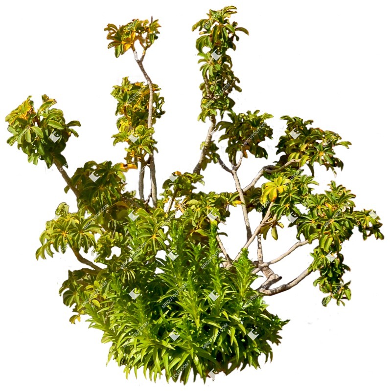 Cut out bush tree schefflera arboricola vegetation png (7212)