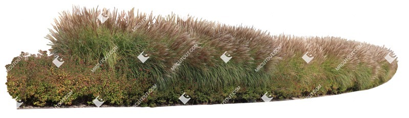 Png bush wild grass cutout plant (16572)