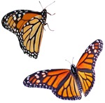 Butterfly wild animal  (4577) - miniature