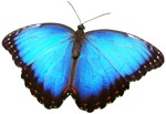 Butterfly wild animal png animal cut out (4575) - miniature