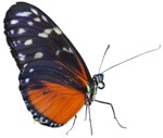 Butterfly wild animal  (4576) - miniature