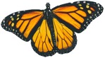 Butterfly wild animal  (4859) - miniature