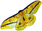 Butterfly wild animal  (5007) - miniature
