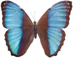 Butterfly wild animal  (4914) - miniature