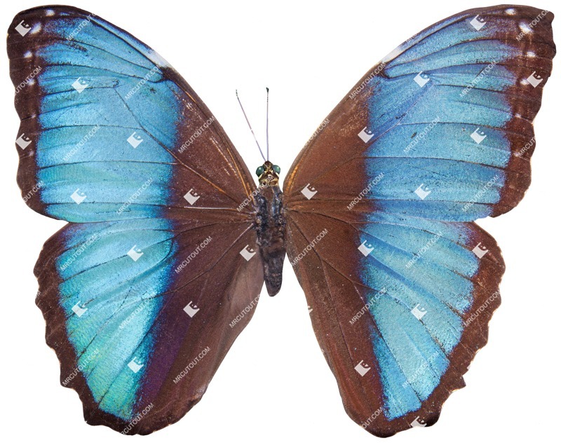 Butterfly wild animal cut out animal png (4914)