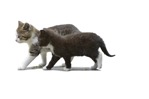 Cat cut out animal png (1363) - miniature