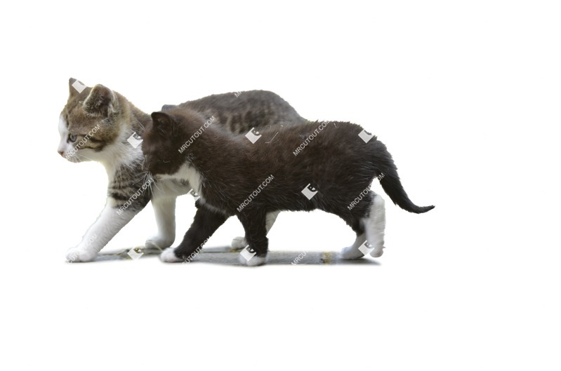 Cat cut out animal png (1454)