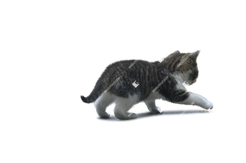 Cat cut out animal png (1455)