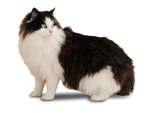 Cat png animal cut out (1440) - miniature