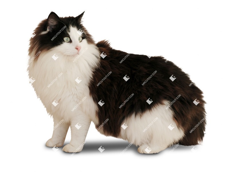 Cat png animal cut out (1587)