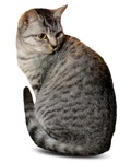 Cat png animal cut out (1441) - miniature