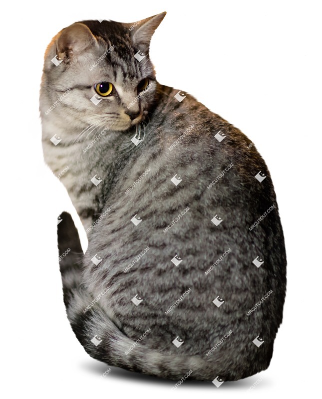 Cat png animal cut out (1588)