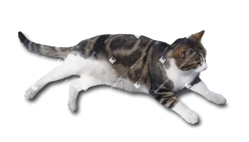 Cat cut out animal png (1623)