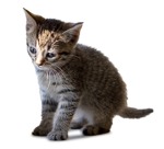 Cat cut out animal png (1477) - miniature