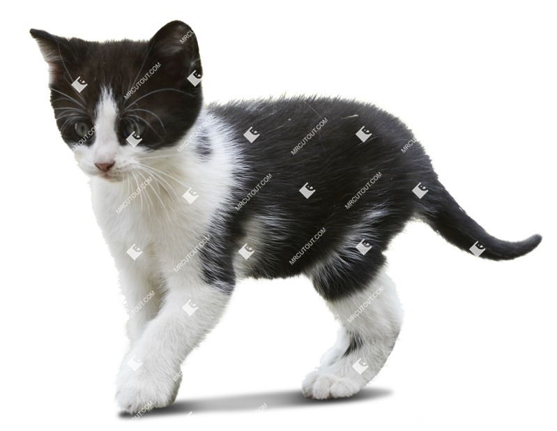 Cut Out Cat 0011 MrCutout
