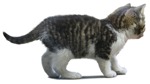 Cat cut out animal png (1696) - miniature