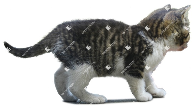 Cat cut out animal png (1696)